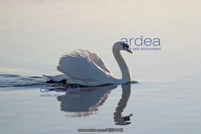 : Mute Swan - With reflection on water : Mute Swan - With reflection on water