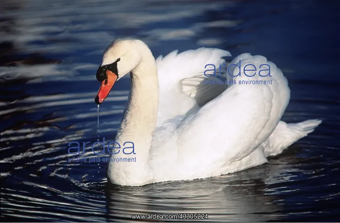 : MUTE SWAN - on rippled water, wings raised : MUTE SWAN - on rippled water, wings raised