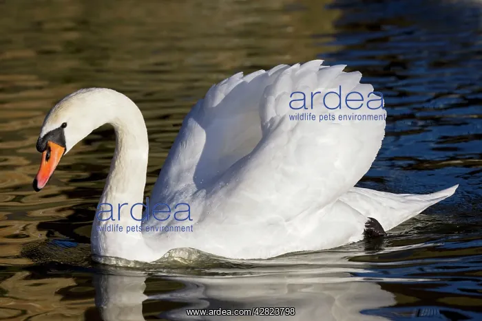 : Mute Swan - showing busking display : Mute Swan - showing busking display