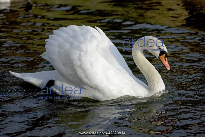 : Mute Swan - showing busking display : Mute Swan - showing busking display