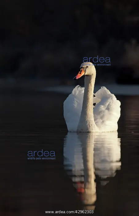 : Mute Swan - being sidelit in early moring sunshine : Mute Swan - being sidelit in early moring sunshine