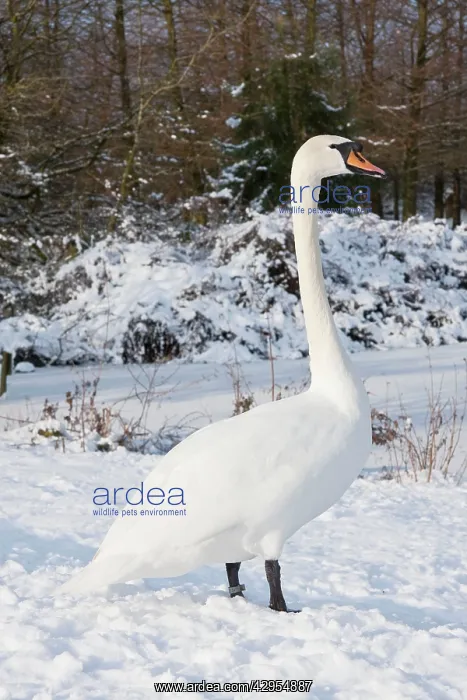 : Mute Swan - Single adult bird resting on snow covered bank : Mute Swan - Single adult bird resting on snow covered bank