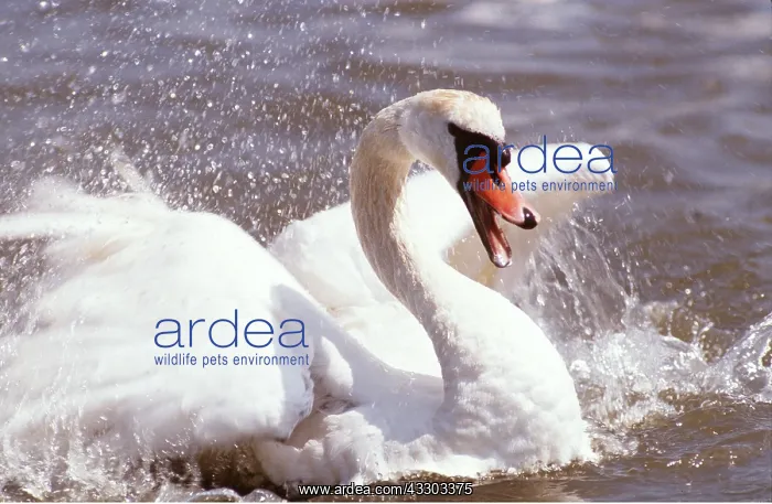 : MUTE SWAN - splashing in water : MUTE SWAN - splashing in water