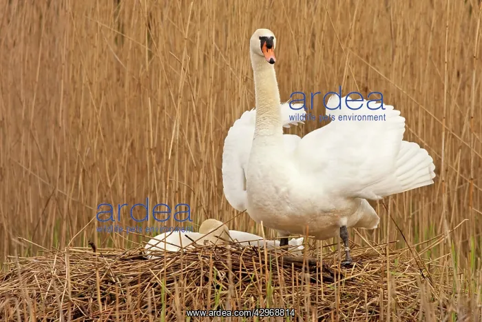 : Mute Swan - standing guard over partner at nest - April : Mute Swan - standing guard over partner at nest - April
