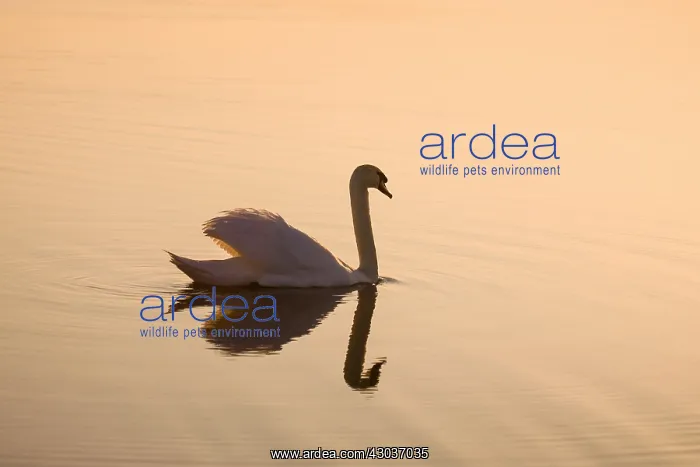 : Mute Swan at Sunrise - Hickling Broad Norfolk UK : Mute Swan at Sunrise - Hickling Broad Norfolk UK