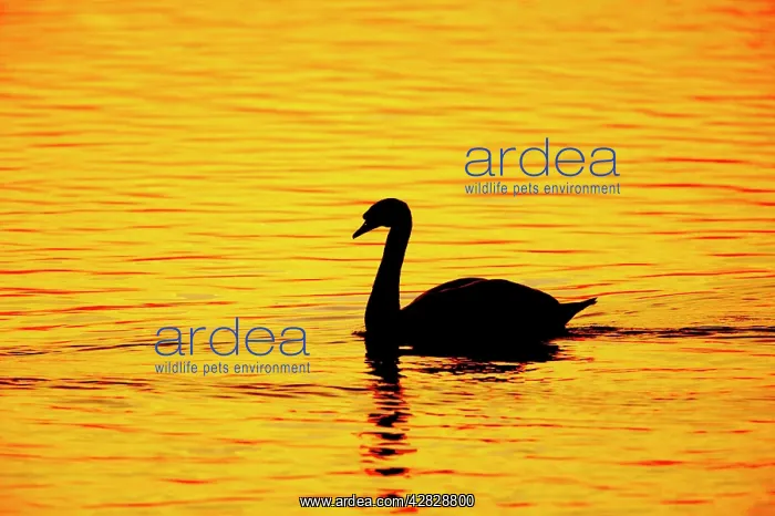 : Mute Swan - Sunset : Mute Swan - Sunset