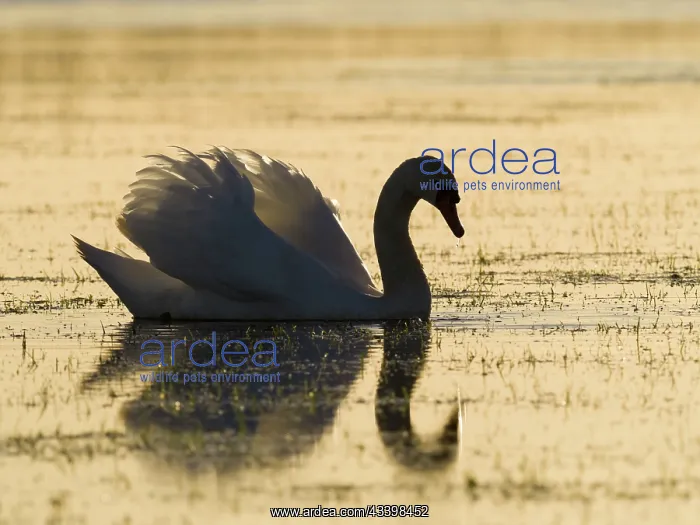 : Mute Swan - at sunset : Mute Swan - at sunset