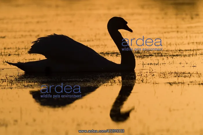 : Mute swan at sunset : Mute swan at sunset
