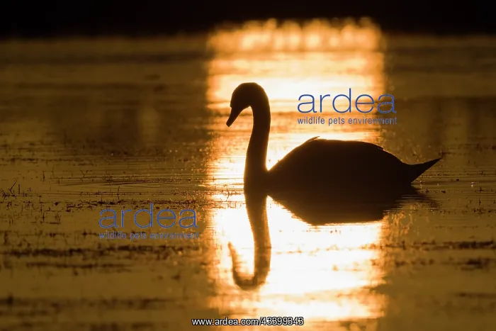 : Mute swan at sunset : Mute swan at sunset