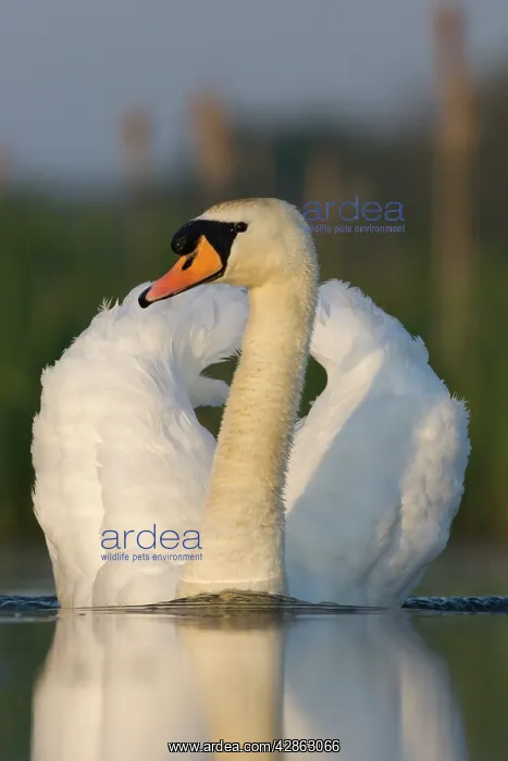 : Mute Swan - Swimming aggressively creating a small : Mute Swan - Swimming aggressively creating a small