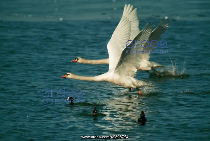 : MUTE SWAN - two taking off : MUTE SWAN - two taking off