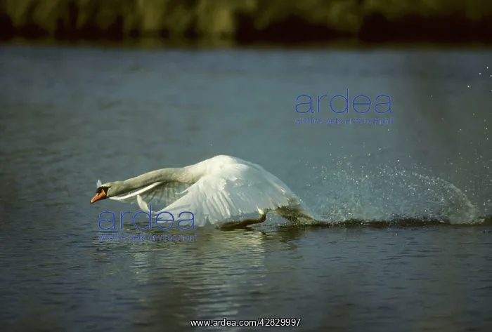 : Mute Swan - Taking Off : Mute Swan - Taking Off