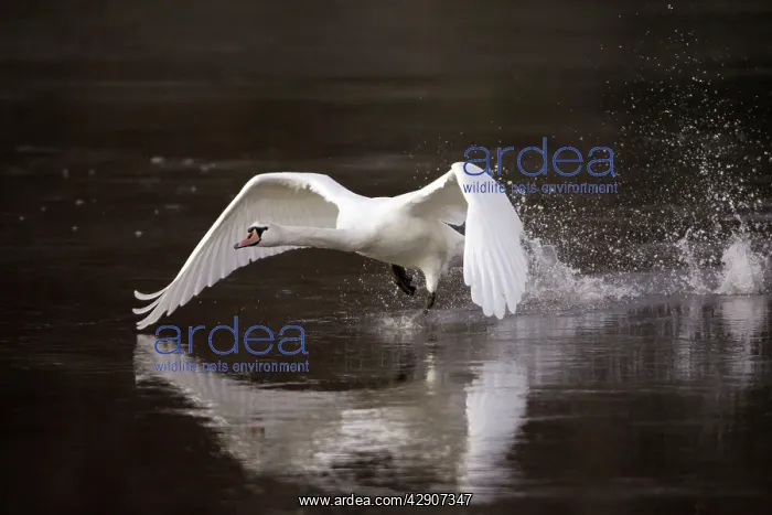 : Mute Swan - Taking off from river : Mute Swan - Taking off from river