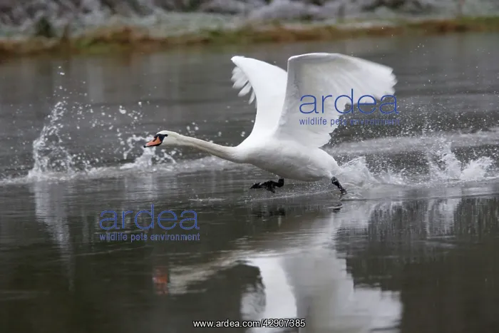 : Mute Swan - Taking off from river, winter : Mute Swan - Taking off from river, winter