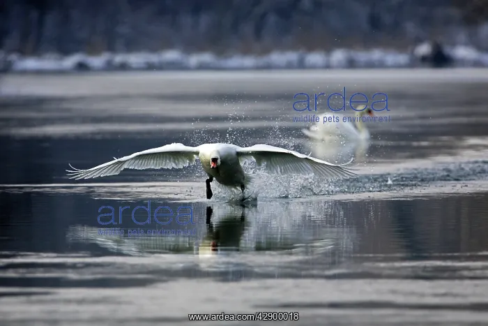 : Mute Swan - taking off on water : Mute Swan - taking off on water