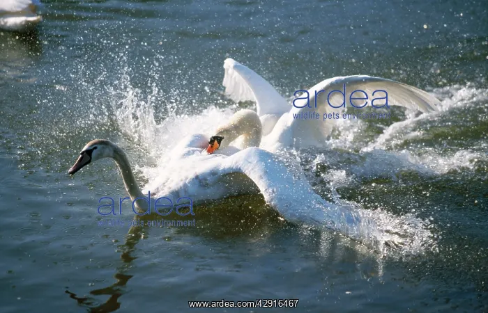 : Mute SWAN - territorial male fighting off intruder : Mute SWAN - territorial male fighting off intruder
