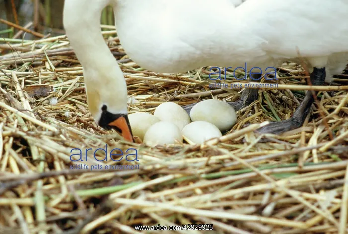  : Mute Swan - turning eggs