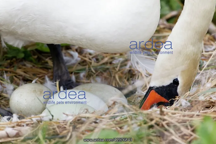 : Mute Swan - turning eggs in nest during incubation : Mute Swan - turning eggs in nest during incubation