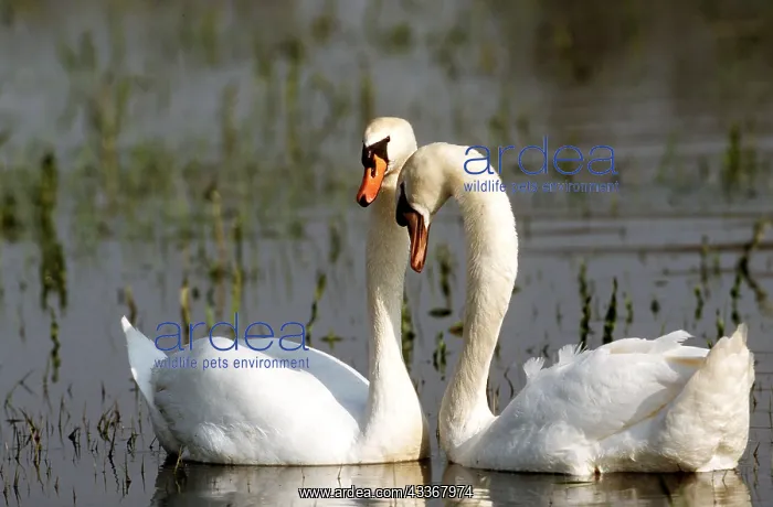 : MUTE SWAN - two, on water, facing : MUTE SWAN - two, on water, facing