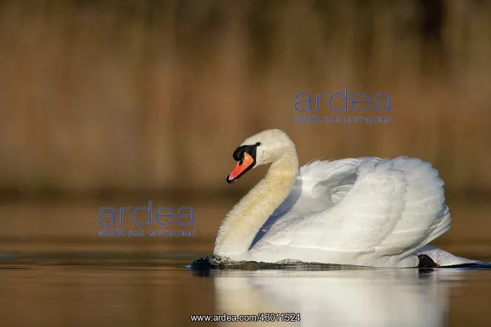 : Mute Swan in warm light on calm water : Mute Swan in warm light on calm water