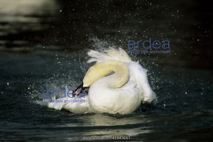 : Mute Swan - Washing : Mute Swan - Washing