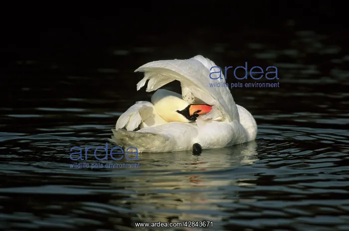 : Mute Swan - Washing : Mute Swan - Washing