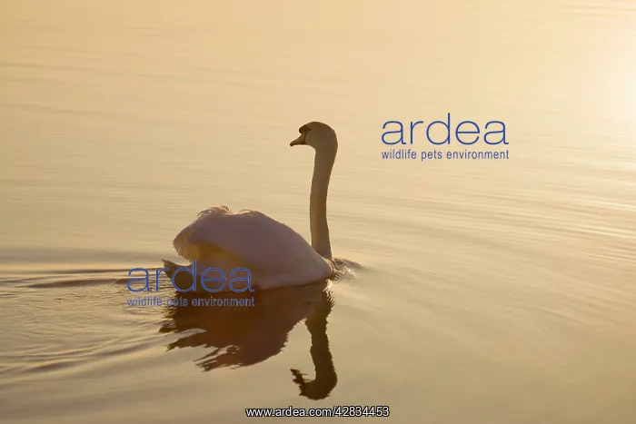 : Mute Swan On water at sunrise : Mute Swan On water at sunrise