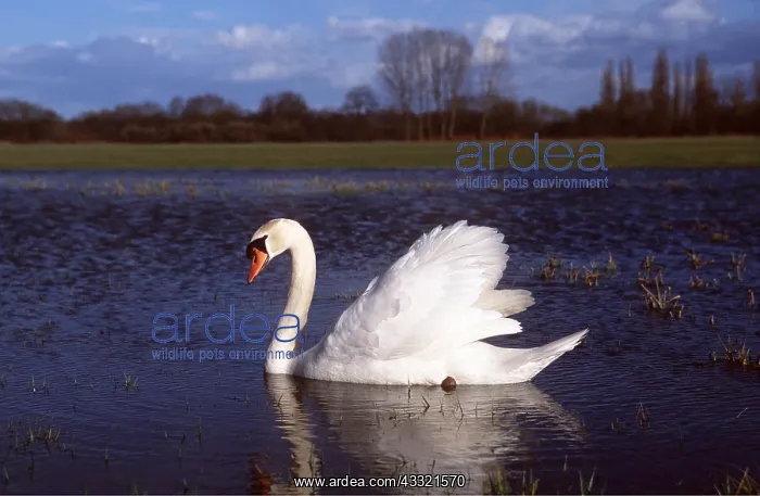 : MUTE SWAN - on water, wings raised : MUTE SWAN - on water, wings raised