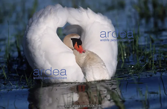 : MUTE SWAN - on water with wings raised, displaying : MUTE SWAN - on water with wings raised, displaying