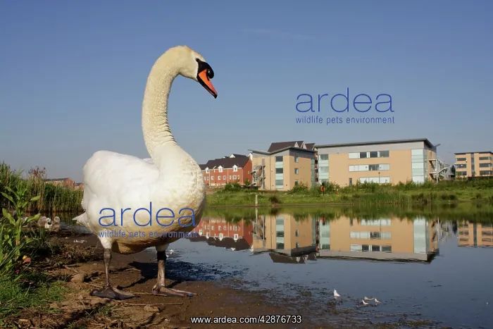  : Mute Swan - wide angle close-up showing parent