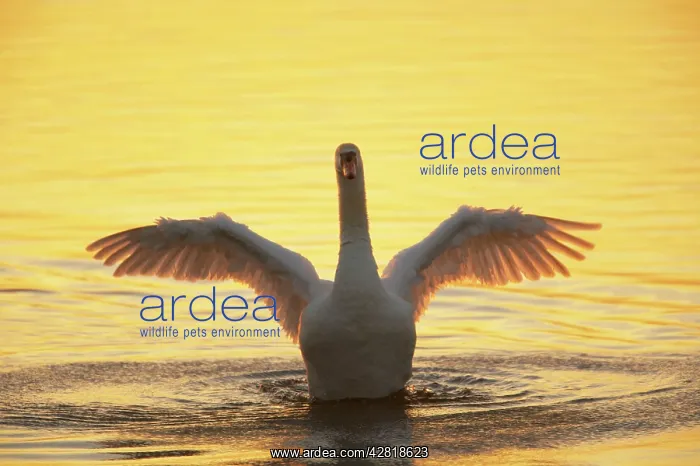 : Mute Swan - Wing Stretch in Evening Light : Mute Swan - Wing Stretch in Evening Light