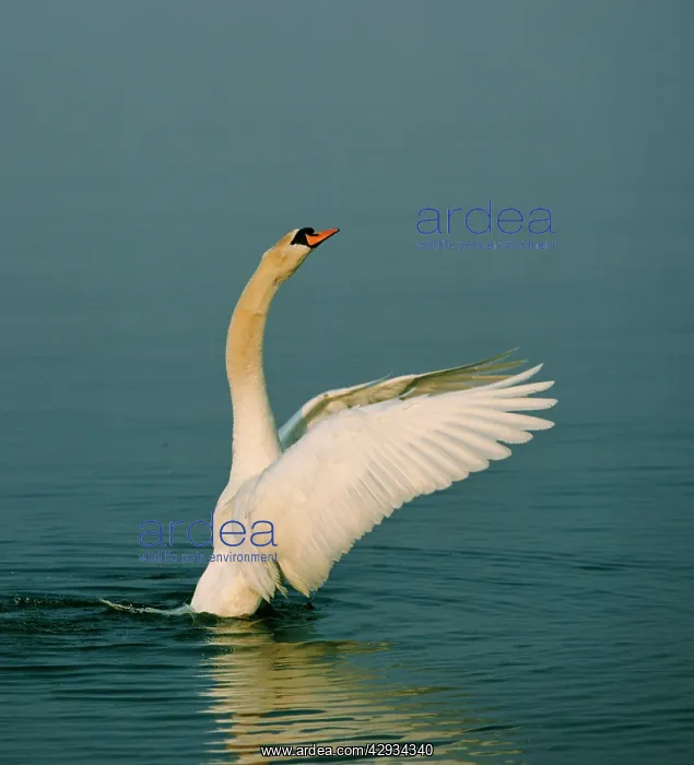  : MUTE SWAN - Wings outstretched