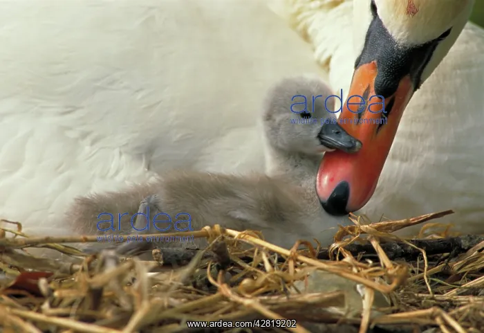 : Mute Swan - with young : Mute Swan - with young
