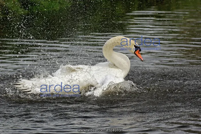 : Mute swan, Zaanse Schans, Holland, Netherlands : Mute swan, Zaanse Schans, Holland, Netherlands