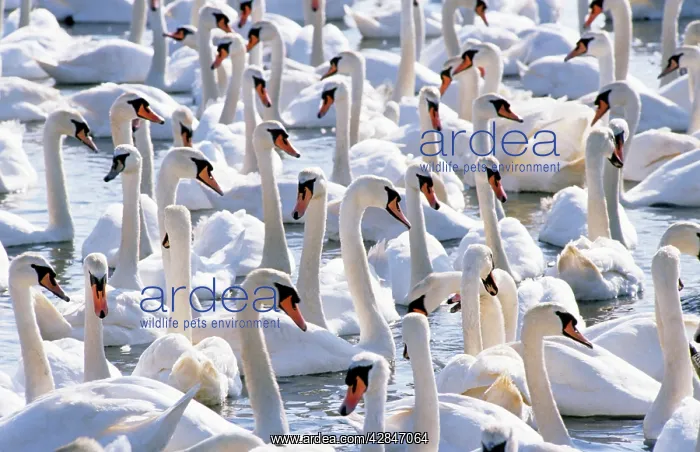  : Mute Swans