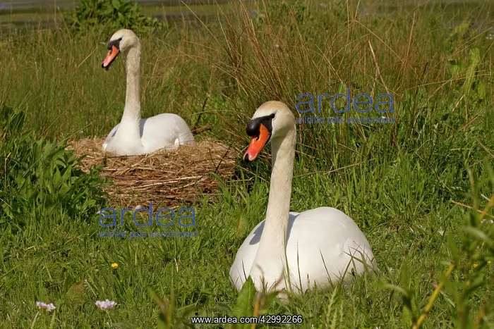 : Mute Swans : Mute Swans