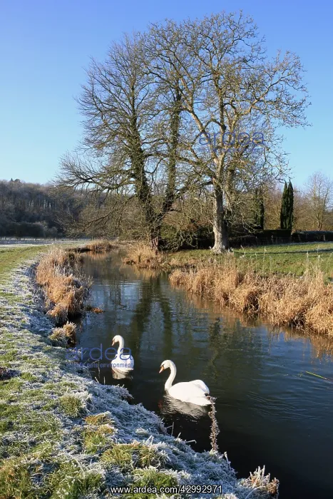 : Mute Swans : Mute Swans