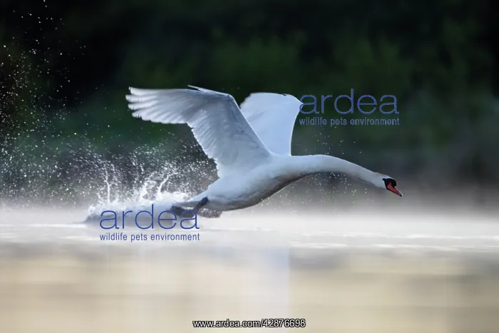: Mute Swans - adult male aggressively charging towards : Mute Swans - adult male aggressively charging towards