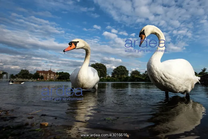  : Mute Swans adults in the water