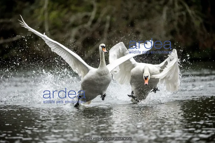 : Mute Swans - Aggression on Water - UK : Mute Swans - Aggression on Water - UK