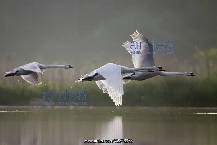 : Mute Swans - three birds flying low over water : Mute Swans - three birds flying low over water