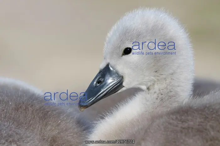  : Mute Swans - chick