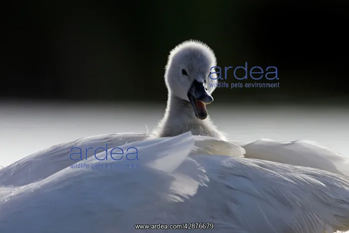 : Mute Swans - chick hitching a ride on parent : Mute Swans - chick hitching a ride on parent