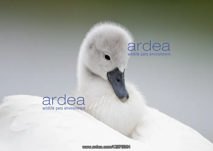 : Mute Swans - chick hitching a ride on parent : Mute Swans - chick hitching a ride on parent