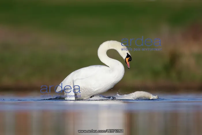 : Mute Swans - copulation - one of a sequence showing : Mute Swans - copulation - one of a sequence showing