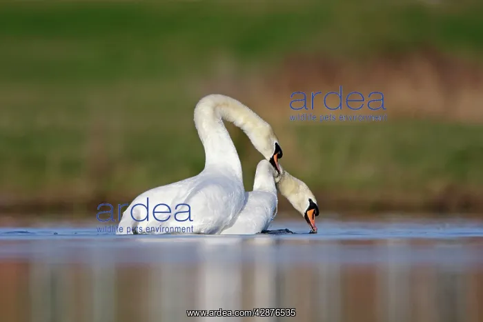 : Mute Swans - copulation - one of a sequence showing : Mute Swans - copulation - one of a sequence showing