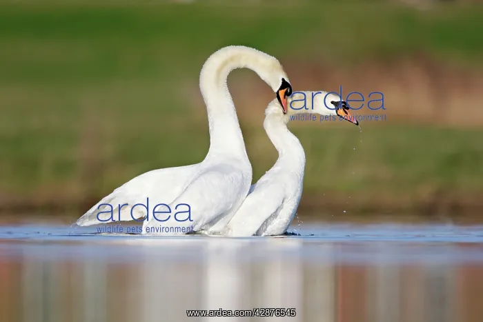 : Mute Swans - copulation - one of a sequence showing : Mute Swans - copulation - one of a sequence showing