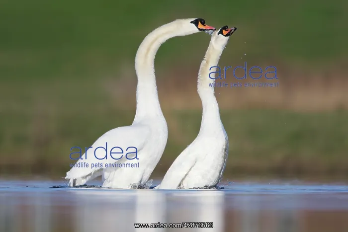 : Mute Swans - copulation - one of a sequence showing : Mute Swans - copulation - one of a sequence showing