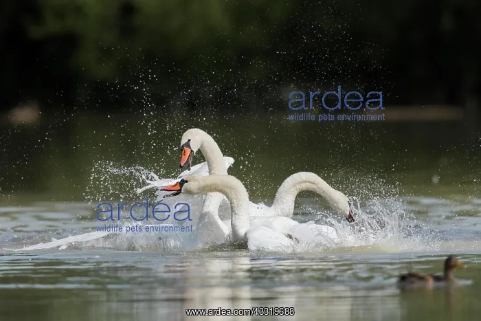 : Mute Swans (Cygnus olor) : Mute Swans (Cygnus olor)