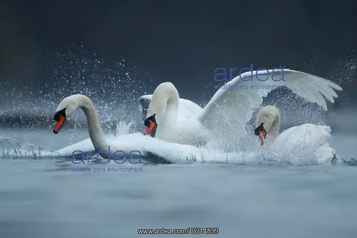 : Three Mute swans (Cygnus olor) fighting on water : Three Mute swans (Cygnus olor) fighting on water